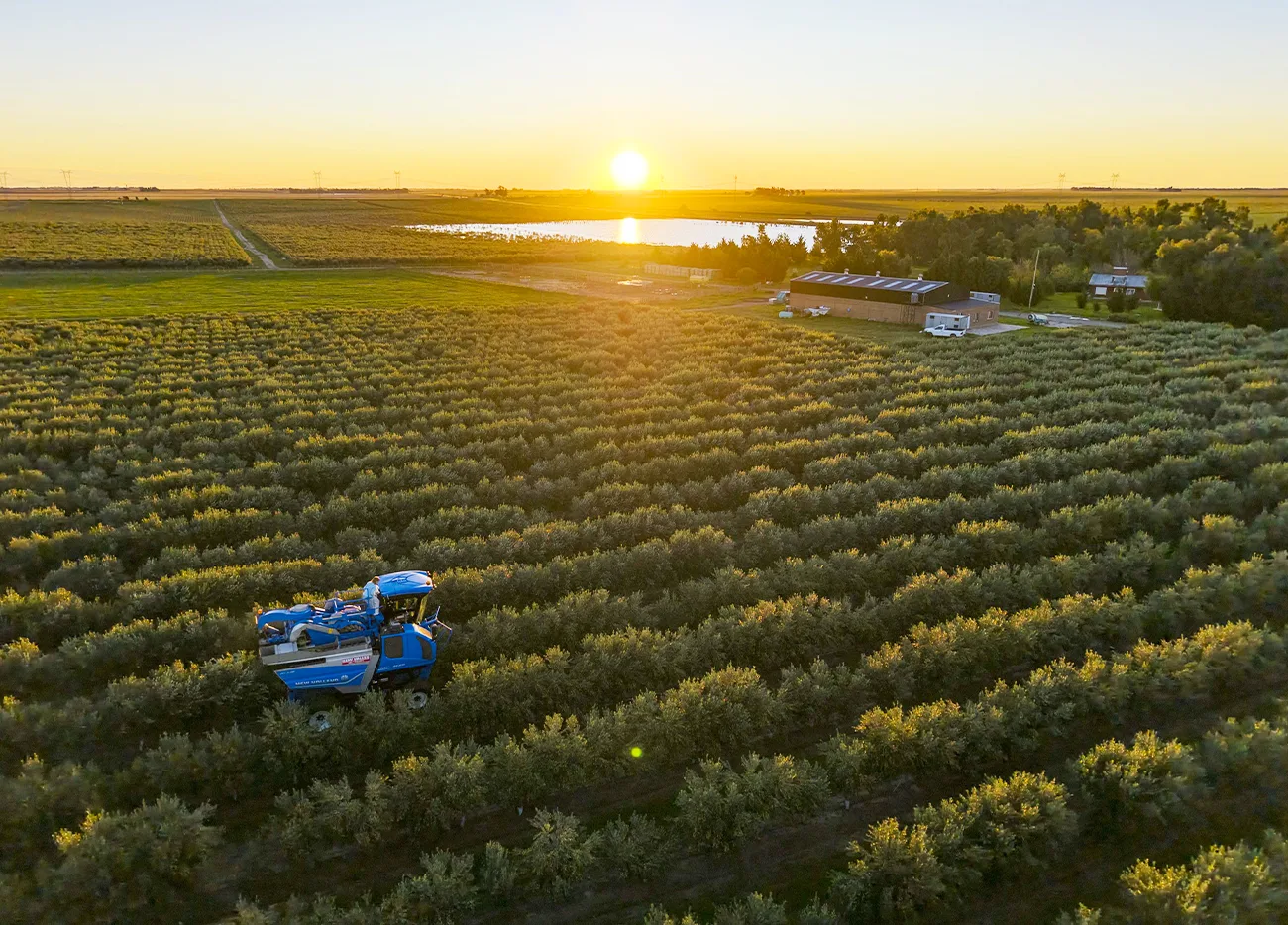 La cosecha de olivares en Buenos Aires ofrece experiencias únicas entre sierras y sabores