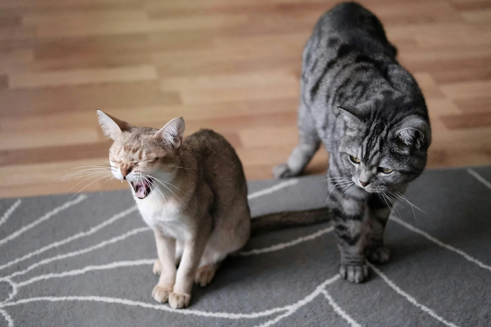 Científico japonés desarrolla inyección que podría extender hasta 30 años la vida de los gatos