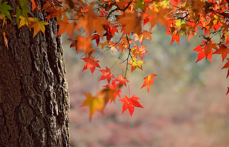 Cómo afecta al cuerpo la disminución de luz natural durante el otoño