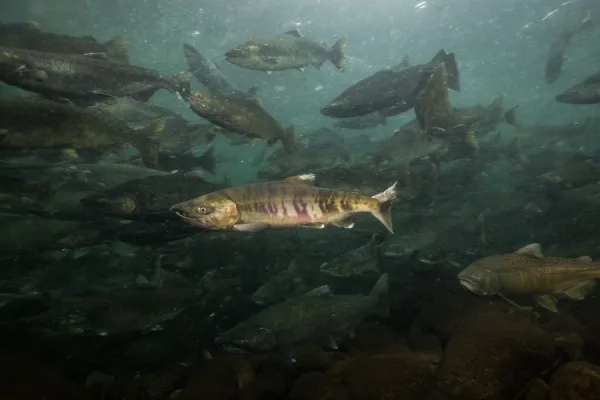 Denuncian muertes y daños ecológicos en la industria del salmón en Chile