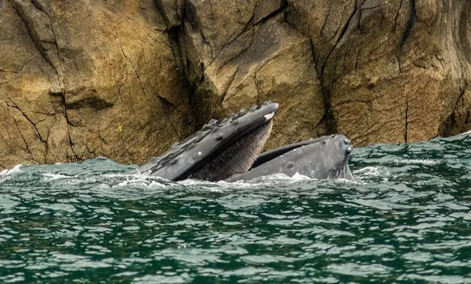 El océano revela una compleja red de audición animal más avanzada que la humana