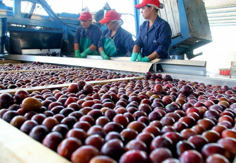 La apertura del acuerdo UE-Mercosur impulsa la competitividad de la ciruela mendocina