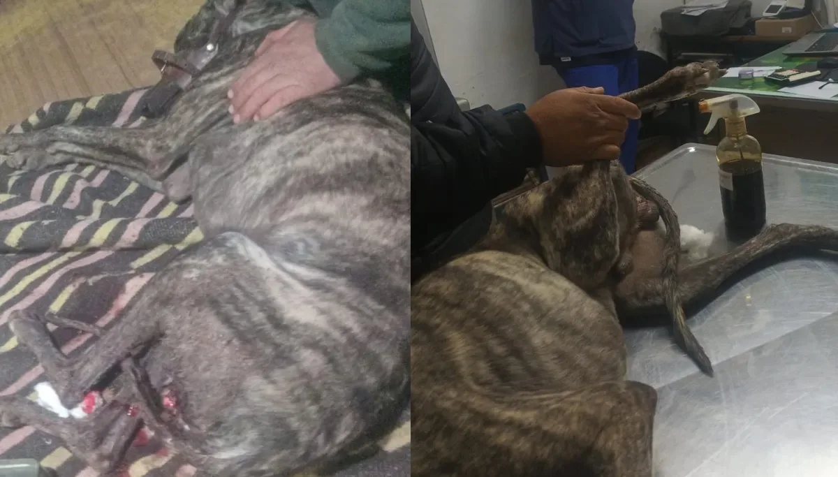 Perro que defendió a su dueño de un jabalí recibe el alta tras cirugía compleja