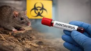 Recomendaciones oficiales para prevenir infecciones por hantavirus y evitar desinformación