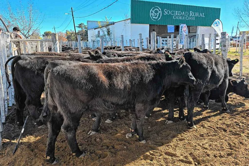 Tres relatos que muestran la diversidad y el esfuerzo en la ganadería patagónica