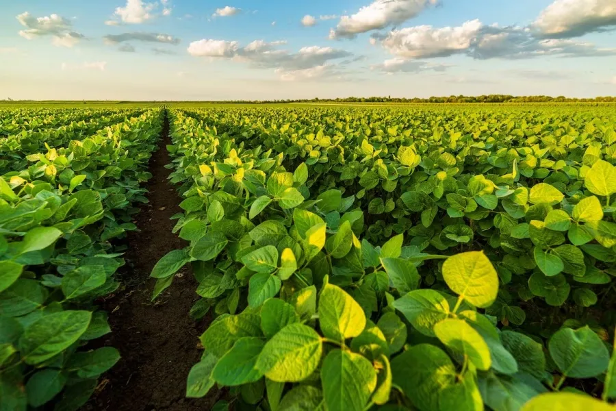 El Gobierno oficializó un plan gradual para reducir retenciones al agro hasta 2028