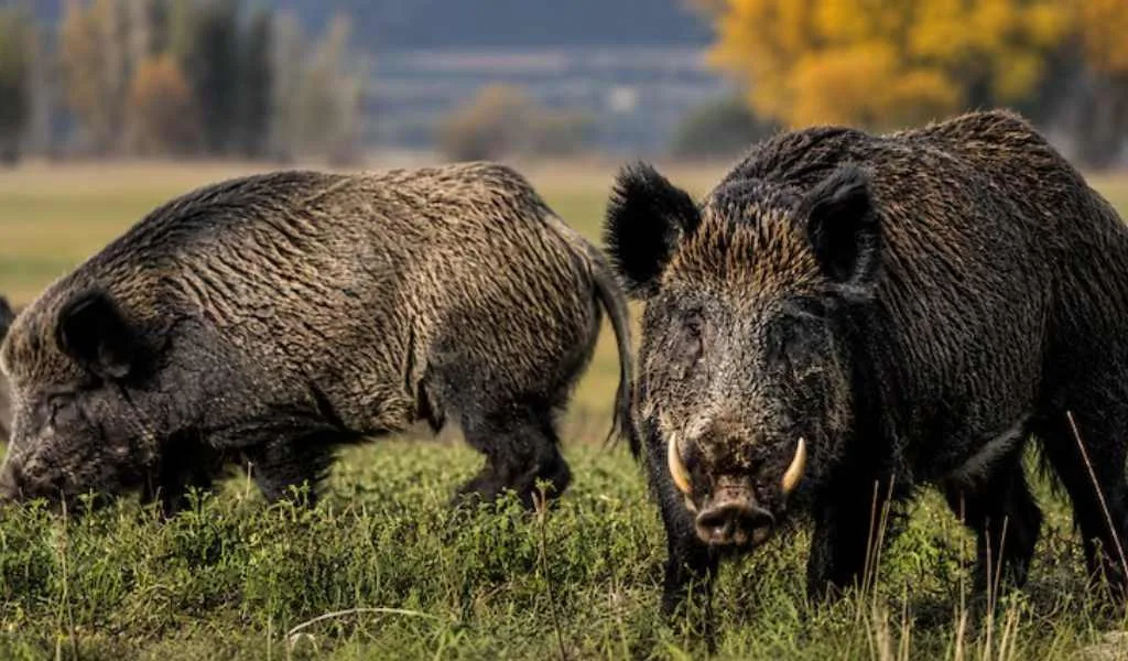 Plaga de jabalí europeo causa daños millonarios y alarma en el campo argentino
